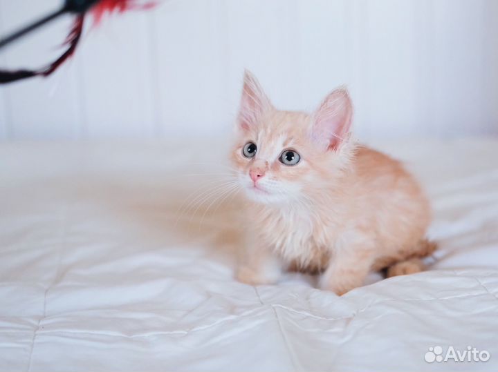 Нежно Рыжий спокойный котёнок 2,5мес