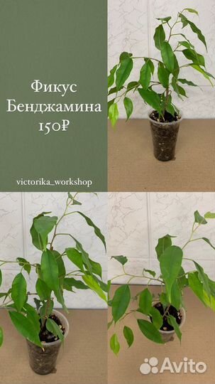 Фикус, Монстера, Эпипремнум