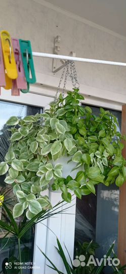 Комнатные цветы