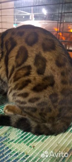 Бенгальская вязка