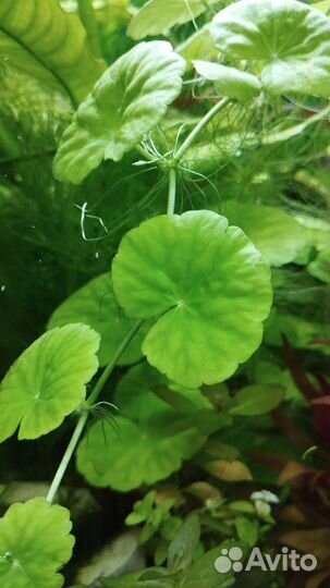 Водоросли для аквариума