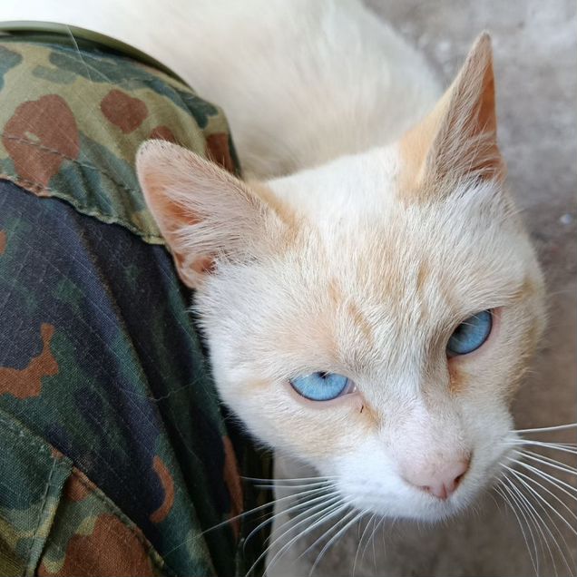 Тайский, взрослый кот