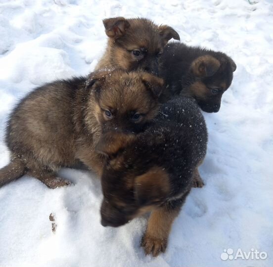 Щенки немецкой овчарки