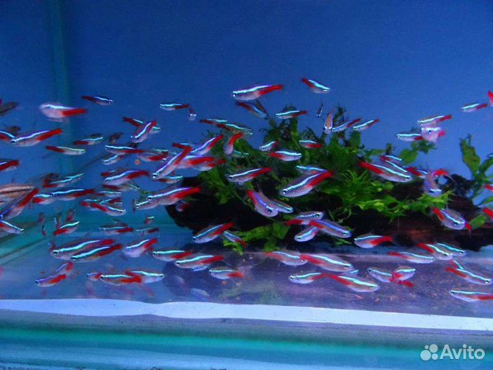 Аквариумная рыба