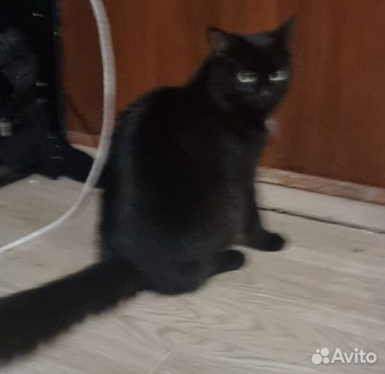 Кошка в дар бесплатно