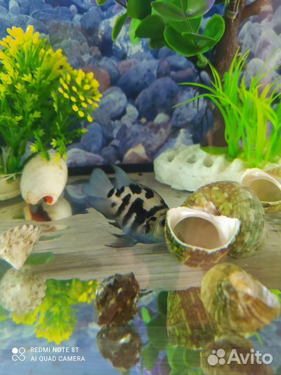 Улитка Хелена аквариумная рыба попугай сапфировый