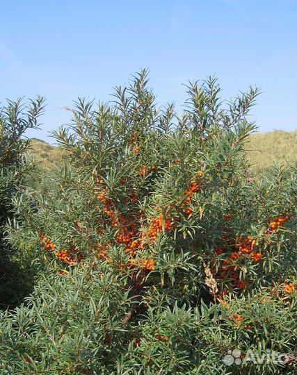 Куст облепихи (ростки)