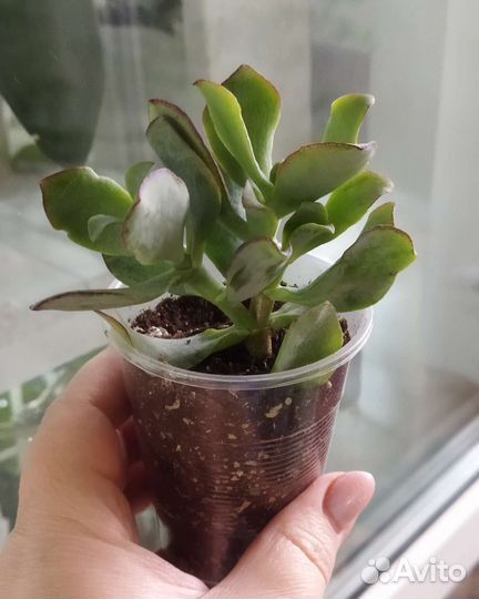 Аглаонемы, крассулы, алоказии