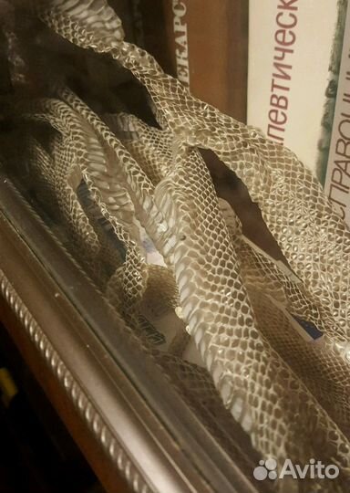 Выползок узорчатого полоза (змеиная кожа)