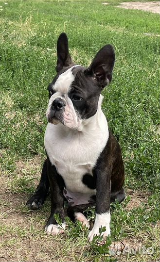 Щенки Бостон терьер