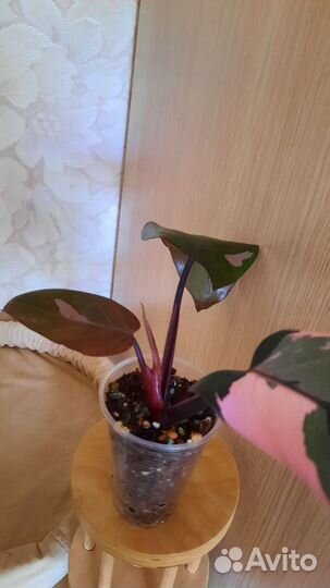 Филодендрон пинк принцесс марбл Кинг