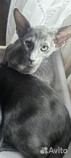 Ориентальные котята