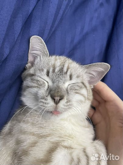 Котенка в добрые руки