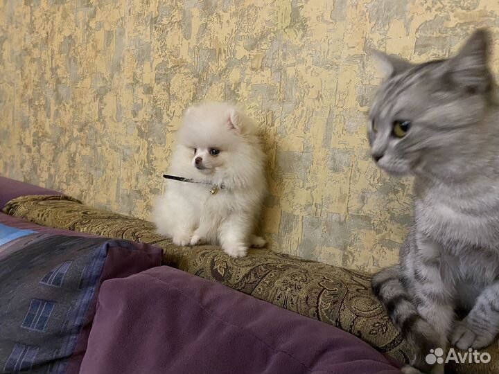 Померанский шпиц