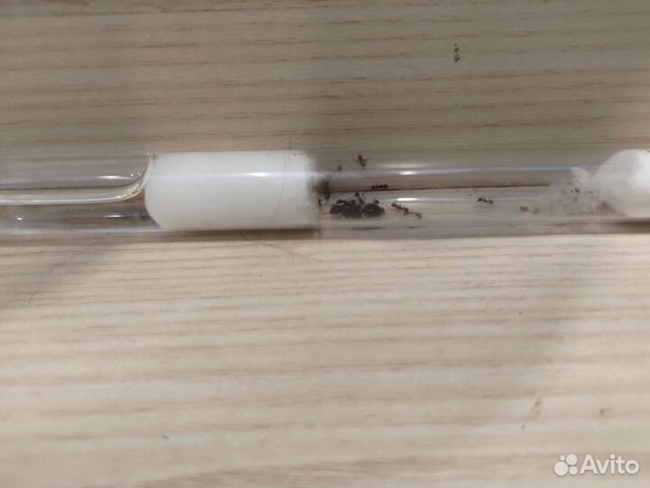 Муравьи жнецы