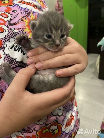 Кошка в дар бесплатно