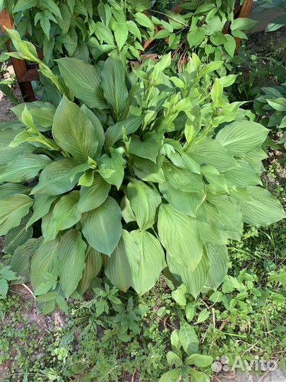 Хоста и ирисы