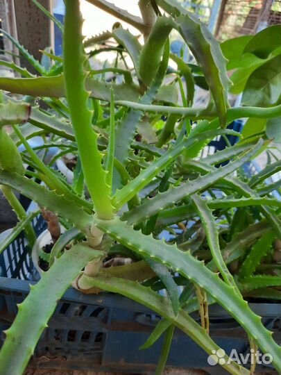 Алоэ, Алоэ-вера, Золотой ус