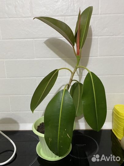 Фикус каучуконосный 53 см