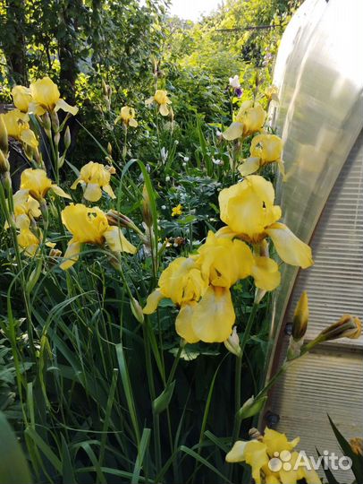 Ирисы с корнями