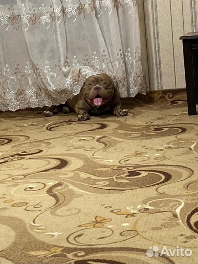 Американский булли