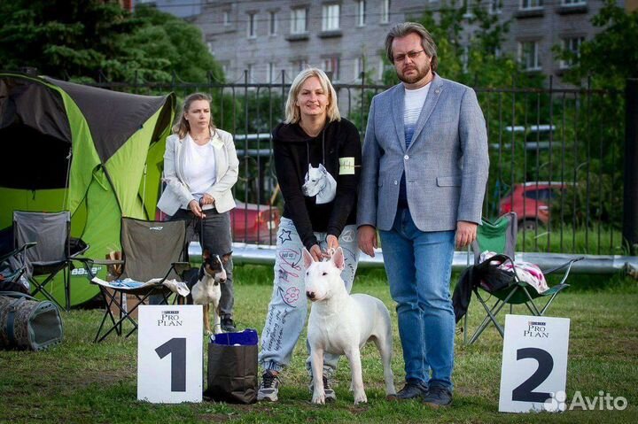 Вязка бультерьер стандарт