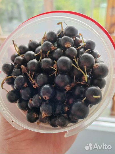 Черная смородина