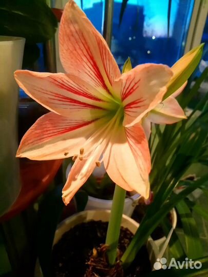 Аглонема, Гипераструм, Гастерия