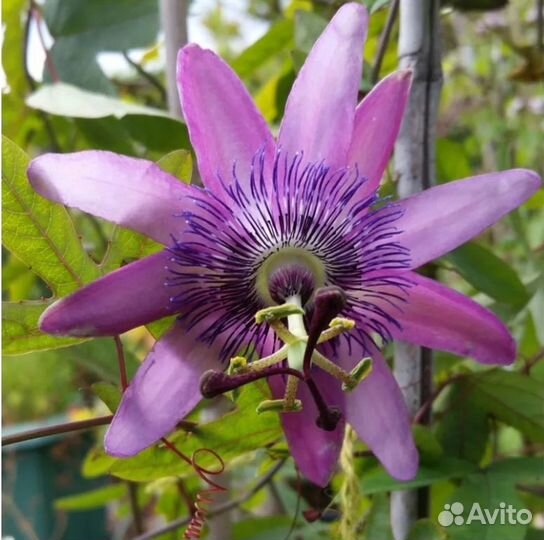 Пассифлора (маракуя) зимующая в ог