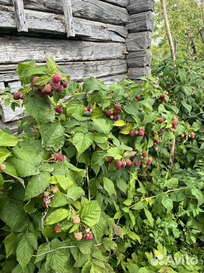 Малина домашняя