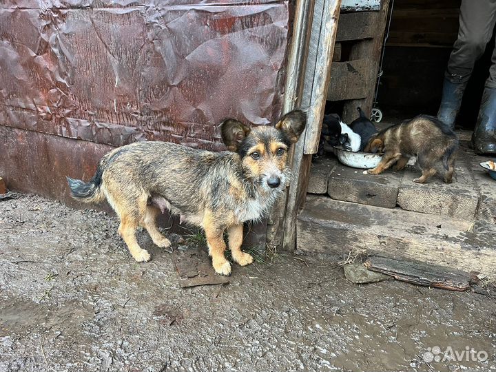 Отдам в добрые руки щенков