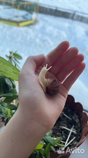 Улитки Архахатины Маргината Овум