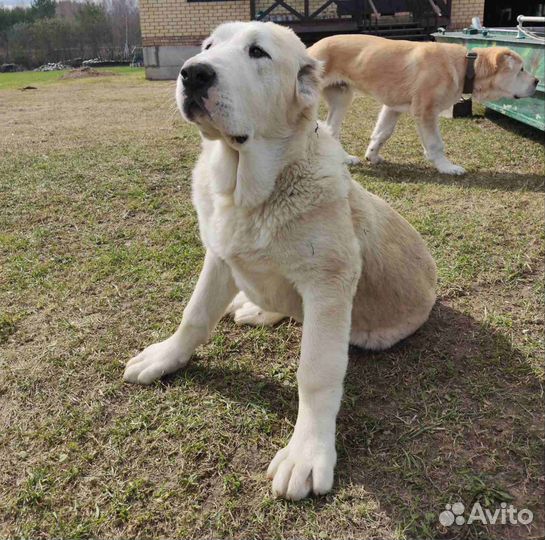 Среднеазиатская овчарка алабай щенки