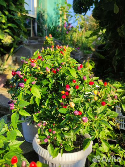 Острый многолетний перец Огонек трехцветный