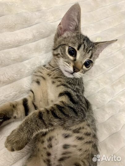 Принцесса ищет дом