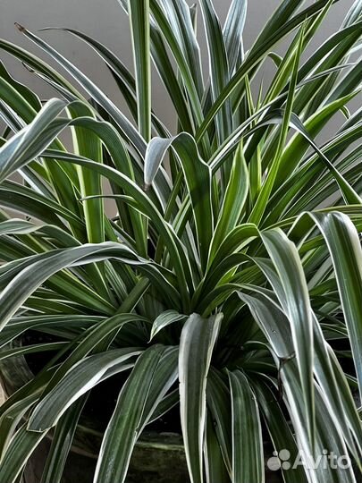 Хлорофитум вариегатум