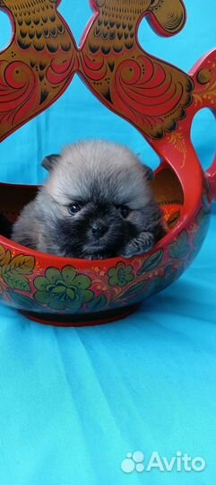 Шпицедетки