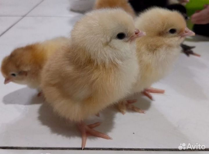 Цыплята породы брама