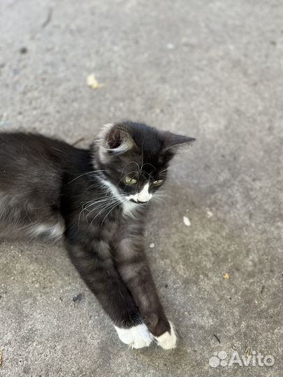 Котенок (мальчик,дворняжка)