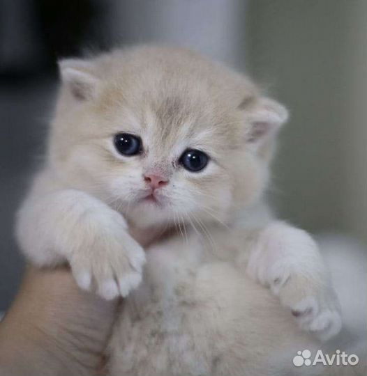 Супер британцы золотая шиншилла