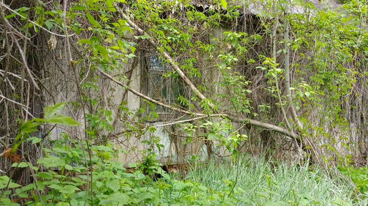 Участок 50 сот. (ИЖС)