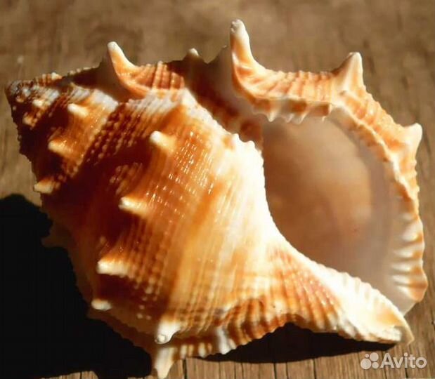 В коллекцию композиция-бомба из 3 морских раковин