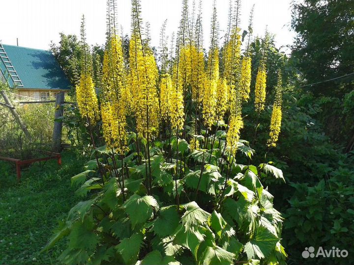 Цветы Многолетники. Более 45 Видов