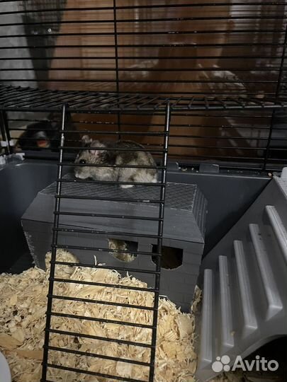 Клетки с хомяками