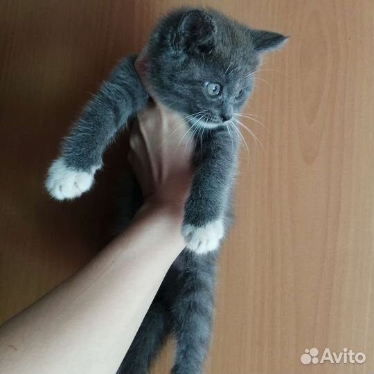 Кошечка в добрые руки