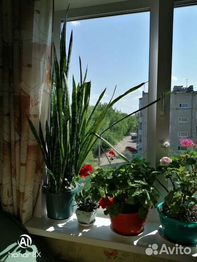 Толстянка, алое вера, сансевьера