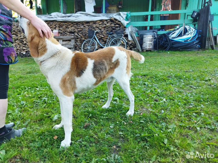 Отдам в хорошие руки гончего охотничьего пса