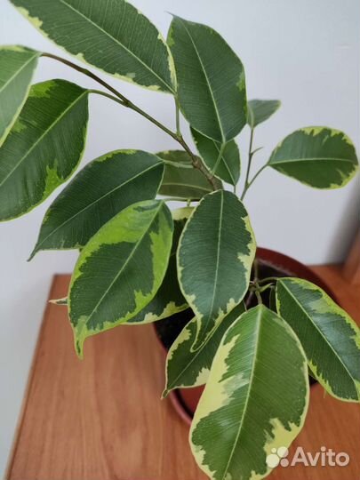 Фикус бенджамина