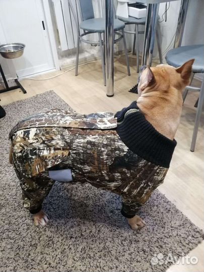 Одежда для собак