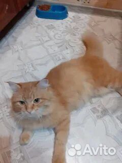 Прелестные котики